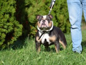 Unsere Welpen sind auf der Suche nach einem