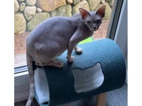 Sphynx Katze, Leider müssen wir uns von Penelope