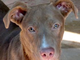 Jesie (Mischling, weiblich, Dobermann)