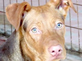 Mandy 4 (Mischling, weiblich, Dobermann)