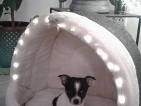 Unsere Welpen dürfen ab den .3.12 .22 ausziehen. Beide