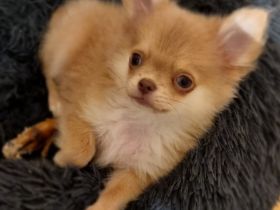 Hallo, Wir haben noch einen Pomchi jungen und ein