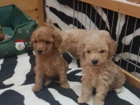 Ein Weibchen reserviert! Aus unserem Wurf vom 23.10