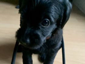 Wir haben zuckersüße Mischlingswelpen, die mit uns im