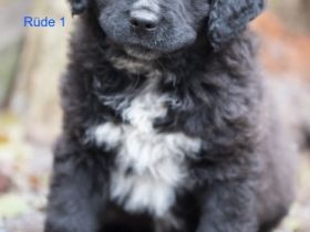 Zum Verkauf stehen Germanische Bärenhund-Welpen Die