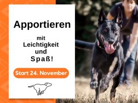 Apportieren für Familienhunde
