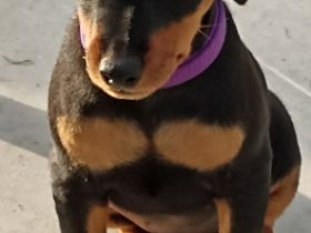 Zwergpinscherzucht " Vom Rehwinkel ", seit 30 Jahren