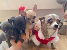 Süße kleine, reinrassige Chihuahua Welpen sind bereit