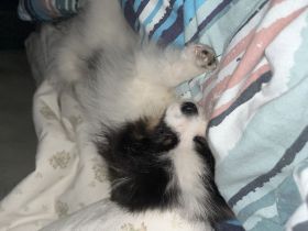 Verkaufe xxs Pomeranian Hündin 5 Monate jung. Liebt