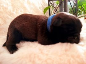 Unsere freundliche 2 jährige Mops Dame hat 17.11.22