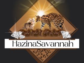 Savannah Katzen von Hazina-of-Savannahcat