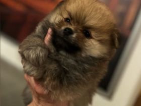 Meine liebe Hündin hat mir sehr schöne Welpen auf die