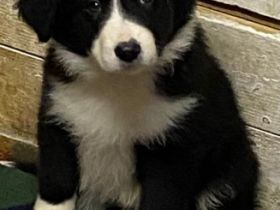 Biete zum Kauf Border Collie Welpen ab dem 10.12. 22.