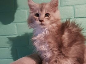 of Mounthys Dreamland