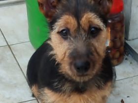 Unsere Hündin Nate (Multy Ch, 4x CACIB, Crufts) & unser