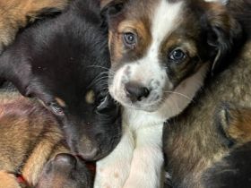 Zwischen dem 19. und 20. Oktober wurden unser Finn und