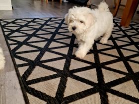 Bichonwelpen, 1 Rüde und 1 Hündin, 3 Monate alt suchen