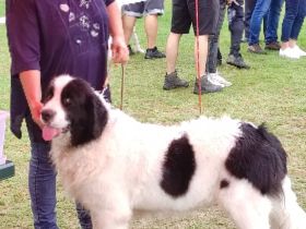 Wurfplanung für Frühjahr 2023