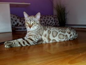 Wunderschöne Reinrassige Bengal Kater mit großen