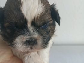 Shi tzu-puppies of TRI color with pedigree[Poland].