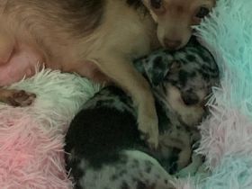 Hallo, am 14.10.2022 hat meine Gucci 3 wundervolle