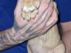 Hallo liebe Hundeverrückten, Unsere Babys sind da! Am