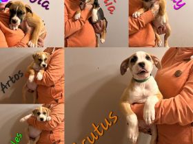 Am 30.08.22 hat unsere Coco 10 wunderschöne Welpen auf