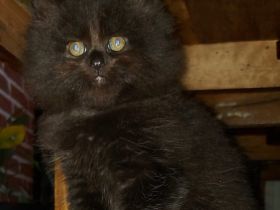 Unsere Marley Maine Coon hat sich in Balu Britisch