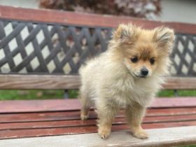 Milo, Zwergspitz (Pomeranian) Welpe MILO und MIRO Rüden