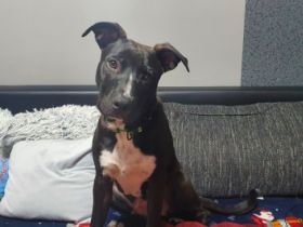 Sein Name ist Teddy. Er ist 6 Monate alt. Er hat alle