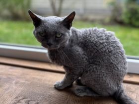 Steven und Alice, Devon Rex Kater, 5 Jahre und Devon