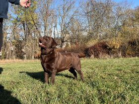 Fredo Blossoming Meadow