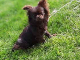 Chihuahuas dat Snuutje van de Ost