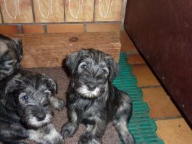 Seit dem 13.10.2022 sind im Zwinger vom Moisburger Berg