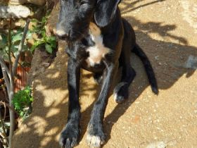 Wir sind Lorenzo, Laluc und Jamie Oliver, ca. 5 Monate