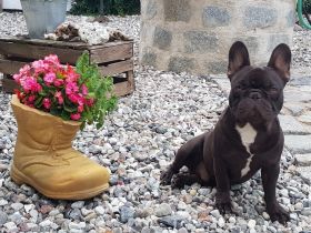 Unsere Hündin Mila hat am 4.10.22 auf natürlichen Weg 4