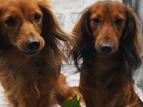 Zwerg & Kaninchenlanghaar Dackel vom Stemmer Lande