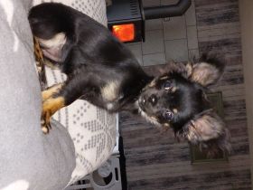 Ellie dat Snuutje van de Ost, Chihuahua