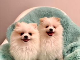 Hallo zusammen, unsere süßen Pomeranians suchen ein