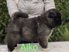 Der Zwinger Sweet Dream From Hunyadi präsentiert