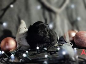 Kennel Sweet Dream From Hunyadi präsentiert Pekingese