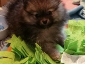 Reizende kleine Pomeranian Welpen mit Papieren des CDK