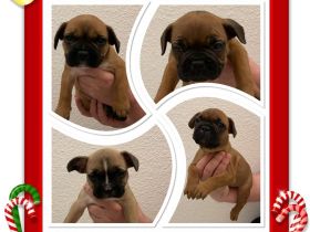 Hallo Ihr Lieben, unsere Hündin Lilly wurde um den 19