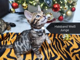 Wunderschöne Bengal Kitten aus zweiten Hobby Wurf,
