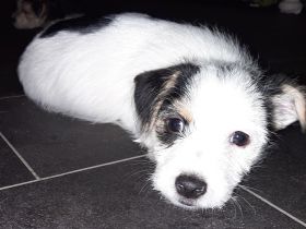 Es sind von 6 nur noch 3 Welpen zu haben 2 Weibchen und