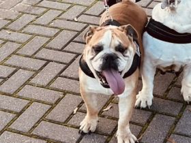 Englische Bulldogge, Welpen