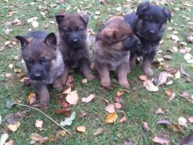 3 Rüden und 3 Hündinnen suchen ein gutes Zuahuse. Die