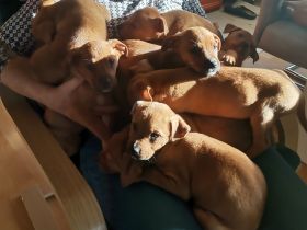 Am 15. Oktober hat meine fraya 8 welpen das Leben