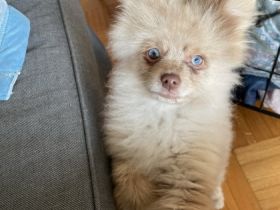 Verkaufen schweren Herzens unseren kleinen Rüden. Er