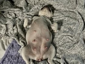 Diese Welpen stammen aus einer wunderschönen